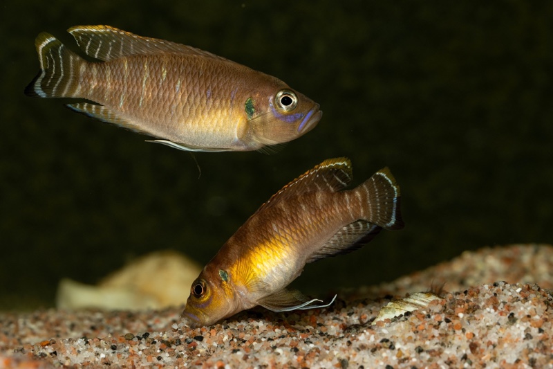 Neolamprologus brevis 'Kapampa'